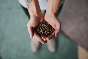 Hands holding roasted coffee beans.
