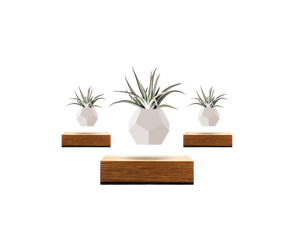 Lyfe Planter 3-pack